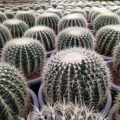 Cactus Agaves Aloes et succulentes