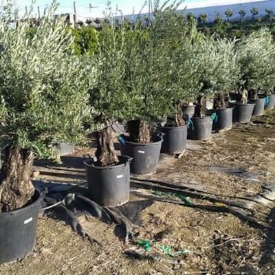Oliven-, Citrus-, Granada-, und Fruchtbäume