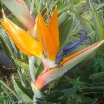 Strelitzia exoticas y otras